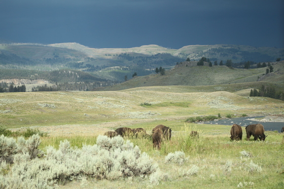 Yellowstone National Park