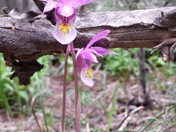 Roosevelt National Forest