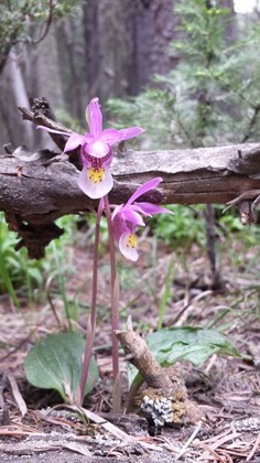 Roosevelt National Forest