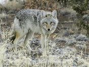 Bandelier National Monument