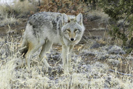 Bandelier National Monument