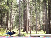 Tuolumne Meadows