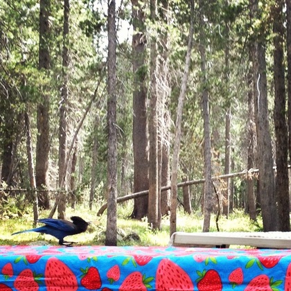 Tuolumne Meadows