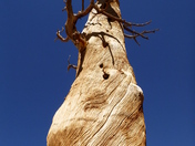 Sequoia Kings National Park