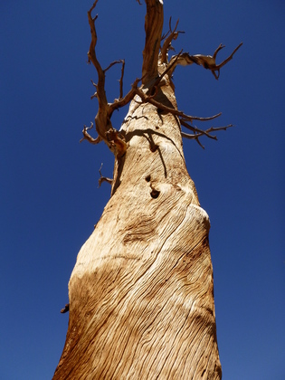 Sequoia Kings National Park