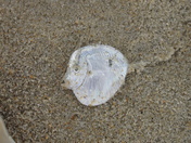 Cape Hatteras National Seashore