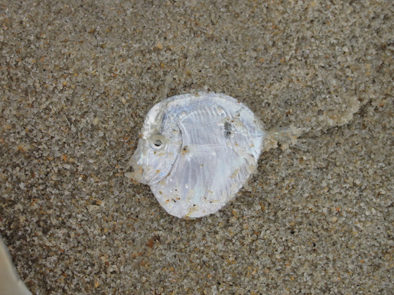 Cape Hatteras National Seashore