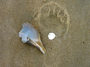 Cape Hatteras National Seashore