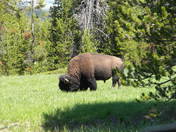 Yellowstone National Park