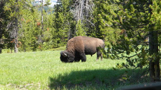 Yellowstone National Park
