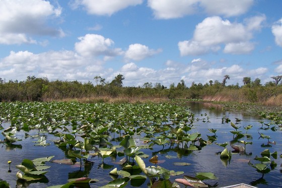 Okefenokee National Wildlife Refuge
