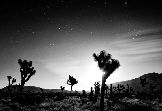 Joshua Tree National Park