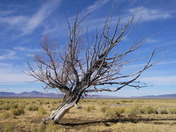 Humbolt-Toiyabe National Forest