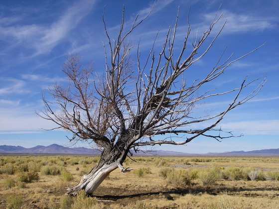Humbolt-Toiyabe National Forest