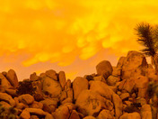 Joshua Tree National Park