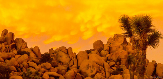 Joshua Tree National Park