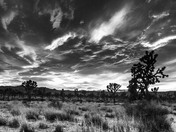 Joshua Tree National Park