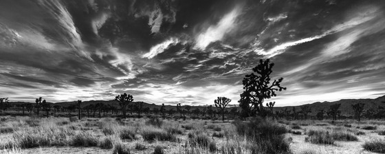 Joshua Tree National Park