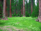 sequoia national forest