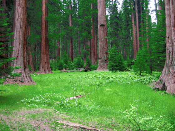 sequoia national forest