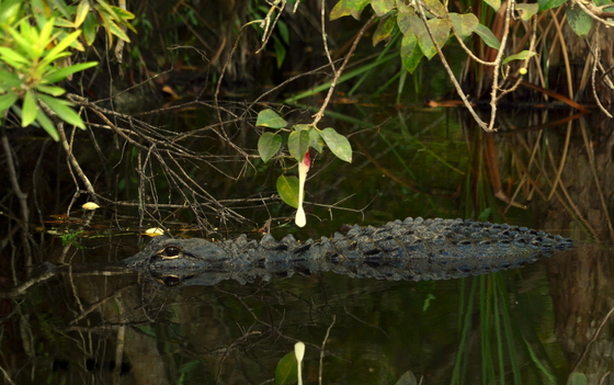 Everglades National Park