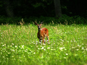 Great Smoky Mountain National Park