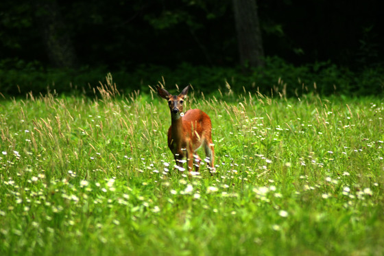 Great Smoky Mountain National Park