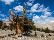 Inyo National Forest