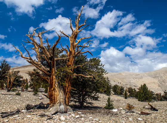 Inyo National Forest