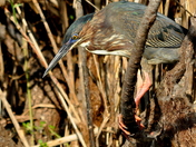 Everglades National Park