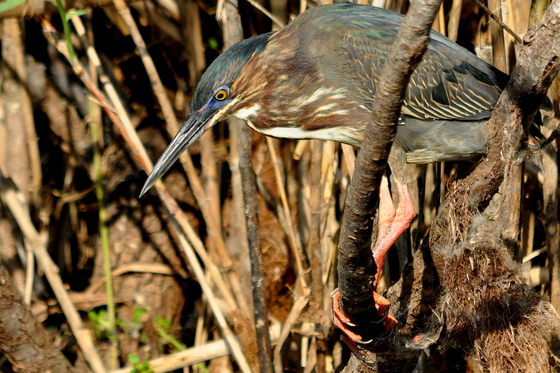 Everglades National Park