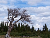 Arapaho National Forest