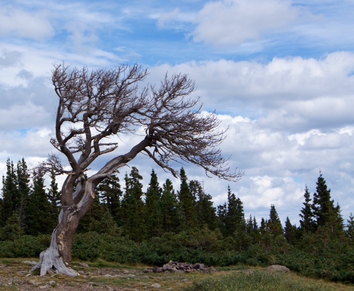 Arapaho National Forest