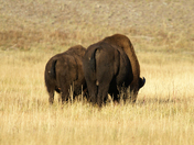 Yellowstone NP