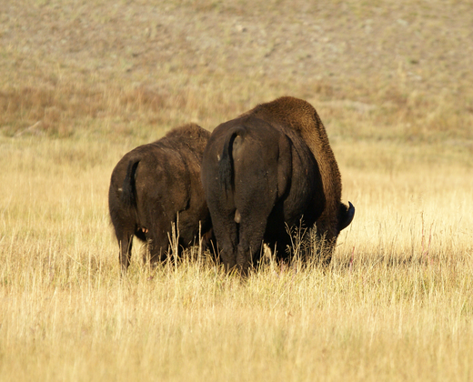 Yellowstone NP