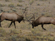 Yellowstone NP