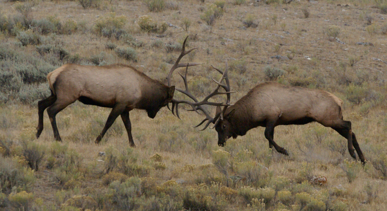 Yellowstone NP