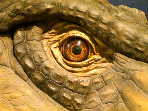 Dinasaur Museum