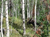 Ashley National Forest / High Uintas Wilderness, UT