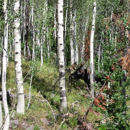 Ashley National Forest / High Uintas Wilderness, UT