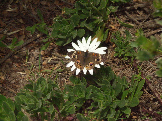 Los Padres National Forest