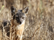 Channel Islands National Park