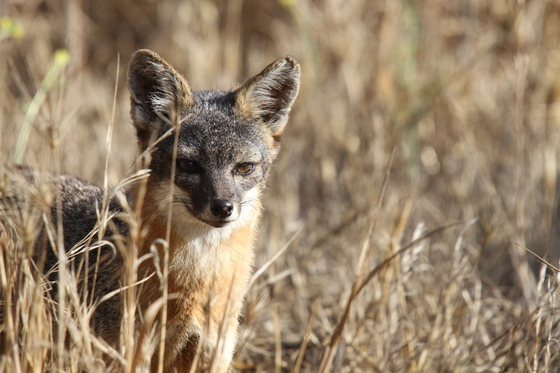 Channel Islands National Park