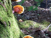 Smoky Mountains National Park