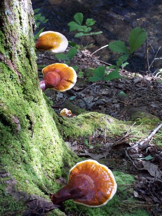 Smoky Mountains National Park