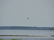 Blackwater National Wildlife Refuge