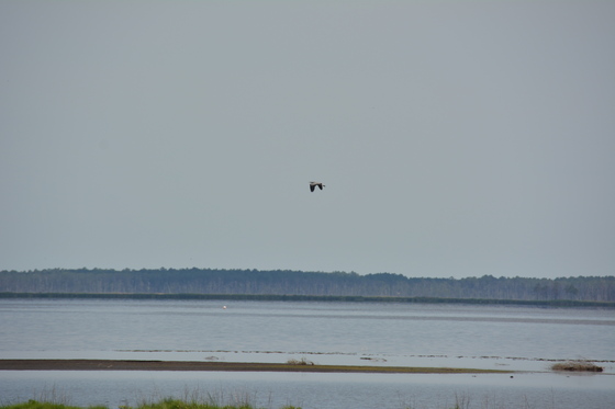 Blackwater National Wildlife Refuge