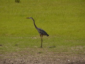 Blackwater National Wildlife Refuge