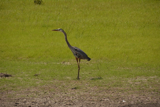 Blackwater National Wildlife Refuge