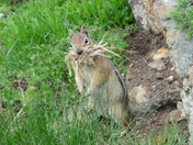 Okanogan-Wenatchee National Forest